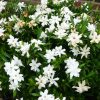 Gardenia jasminoides 'Frostproof' - Image 2