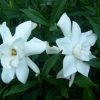 Gardenia jasminoides 'Frostproof' - Image 3