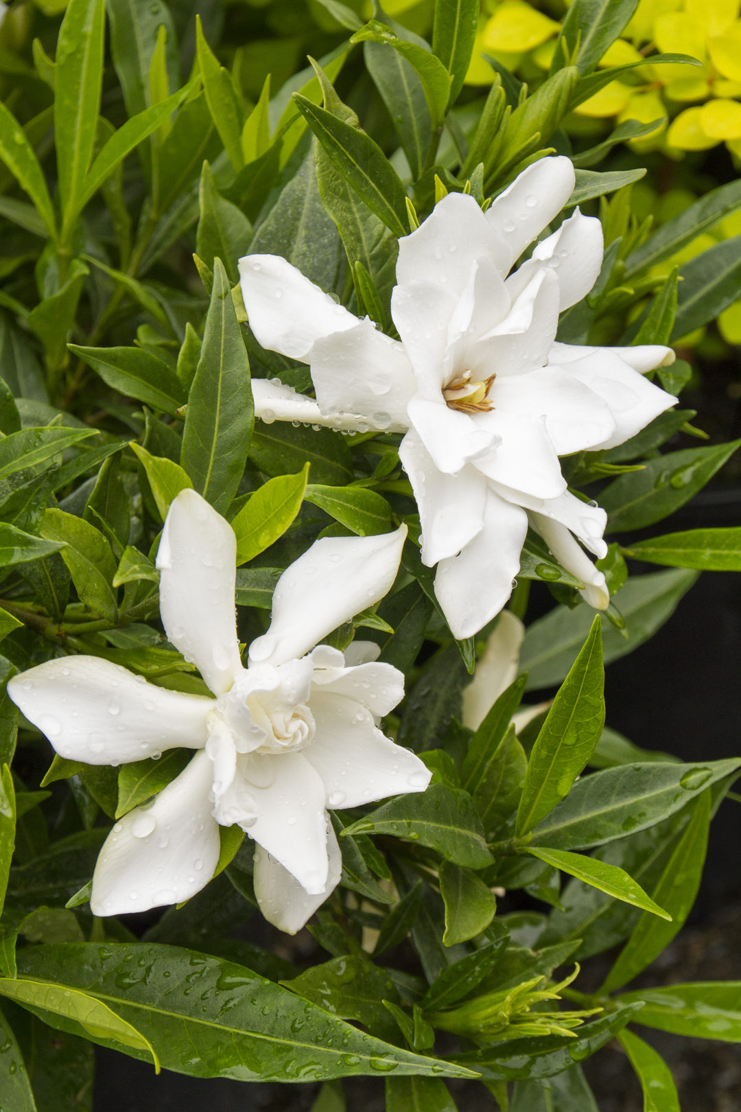 Gardenia Jasminoides ‘frostproof Kiefer Nursery Trees Shrubs