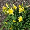 Hemerocallis 'Fragrant Returns'
