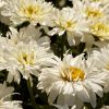 Leucanthemum x superbum 'Freak' - Image 3