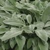 Stachys lanata 'Fuzzy Wuzzy'