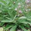 Salvia officinalis
