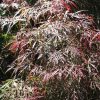 Acer palmatum var. dissectum 'Garnet' - Image 2