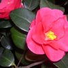 Camellia japonica 'Greensboro Red' - Image 3