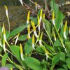 Orontium aquaticum - Image 2