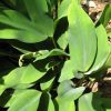 Orontium aquaticum - Image 3