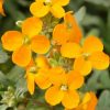Erysimum 'Glow Coral'