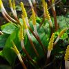 Orontium aquaticum