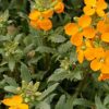 Erysimum 'Glow Coral' - Image 3