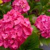 Hydrangea macrophylla 'Glowing Embers' - Image 2
