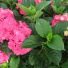 Hydrangea macrophylla 'Glowing Embers' - Image 3