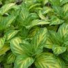 Mentha x gentilis - Image 2