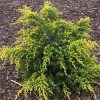 Juniperus chinensis 'Gold Lace' - Image 3