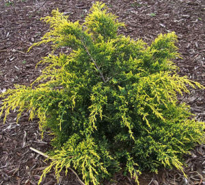 Juniperus chinensis ‘Gold Lace’ | Kiefer Nursery: Trees, Shrubs, Perennials