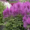 Astilbe x arendsii 'Gloria Purpurea'