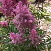 Astilbe x arendsii 'Gloria Purpurea' - Image 3