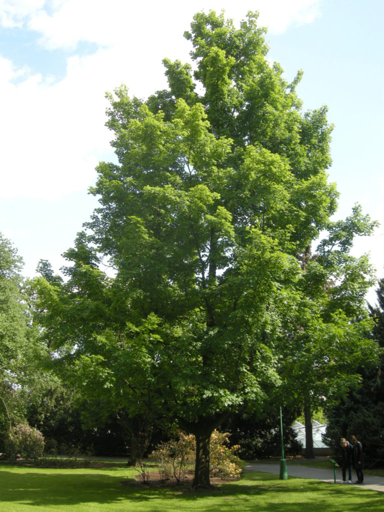 Acer saccharum ‘Green Mountain’ | Kiefer Nursery: Trees, Shrubs, Perennials