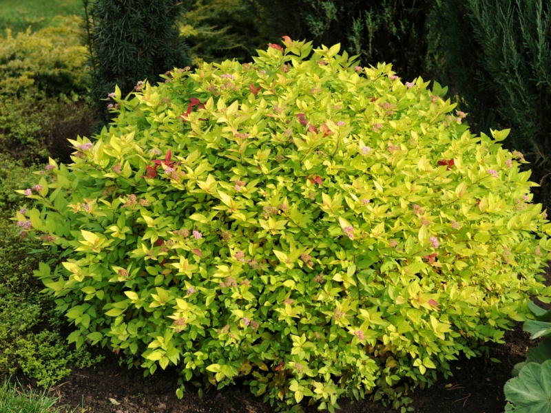 Spiraea Japonica Gold Mound Kiefer Nursery Trees Shrubs Perennials