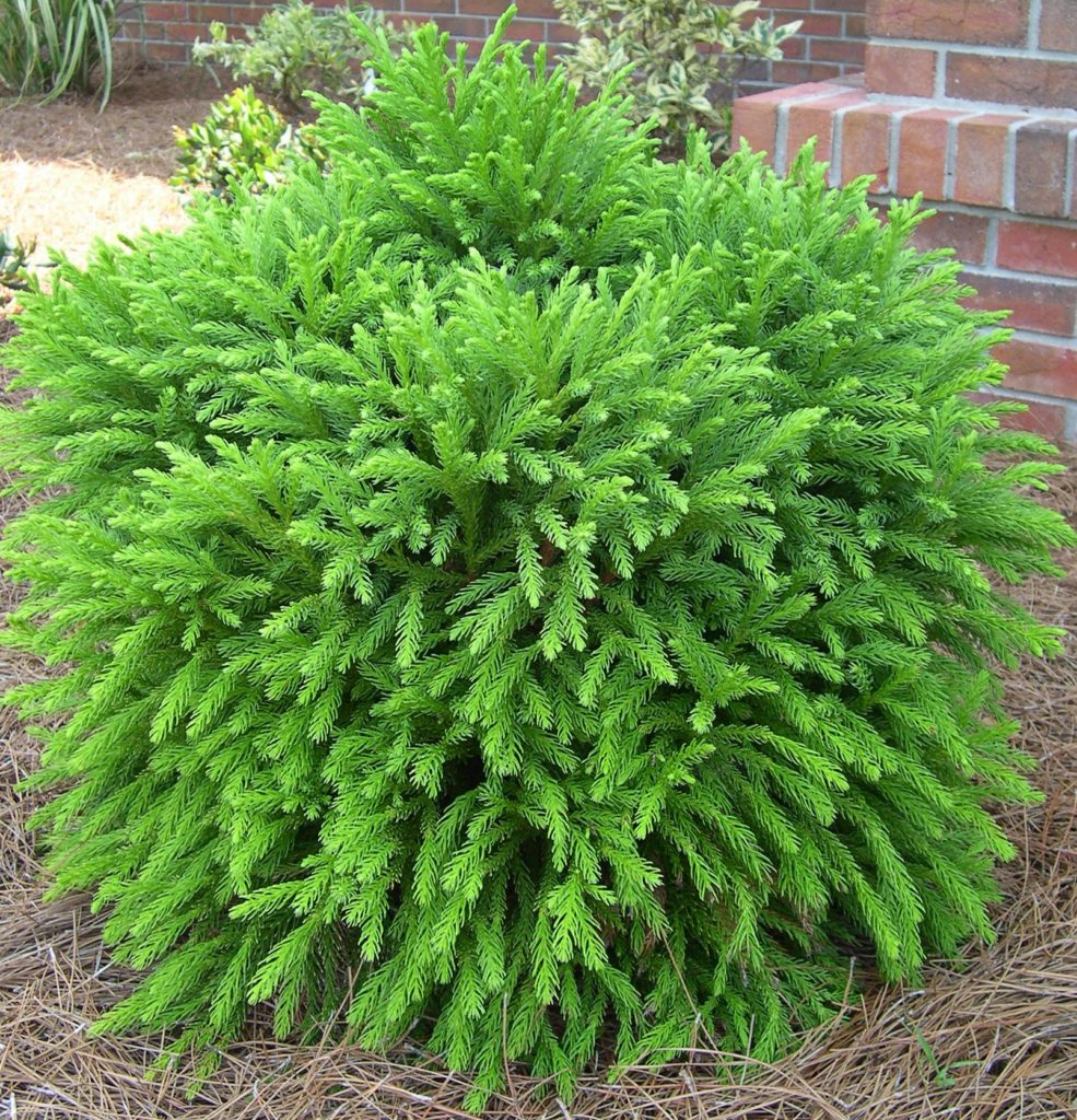 cryptomeria-japonica-globosa-nana-kiefer-nursery-trees-shrubs-perennials