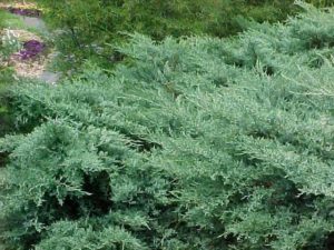 Juniperus virginiana ‘Grey Owl’ | Kiefer Nursery: Trees, Shrubs, Perennials