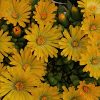 Delosperma congestum 'Gold Nugget'