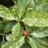 Aucuba japonica 'Variegata' - Image 2