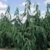 Chamaecyparis nootkatensis 'Glauca Pendula' - Image 3