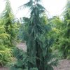 Chamaecyparis nootkatensis 'Glauca Pendula'