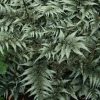 Athyrium niponicum Pictum 'Godzilla'