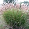 Miscanthus sinensis 'Gracillimus' - Image 2