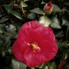 Camellia japonica 'Greensboro Red' - Image 2