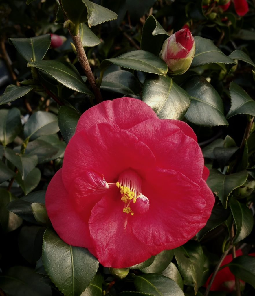 Camellia japonica ‘Greensboro Red’ | Kiefer Nursery: Trees, Shrubs