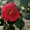 Camellia japonica 'Greensboro Red'