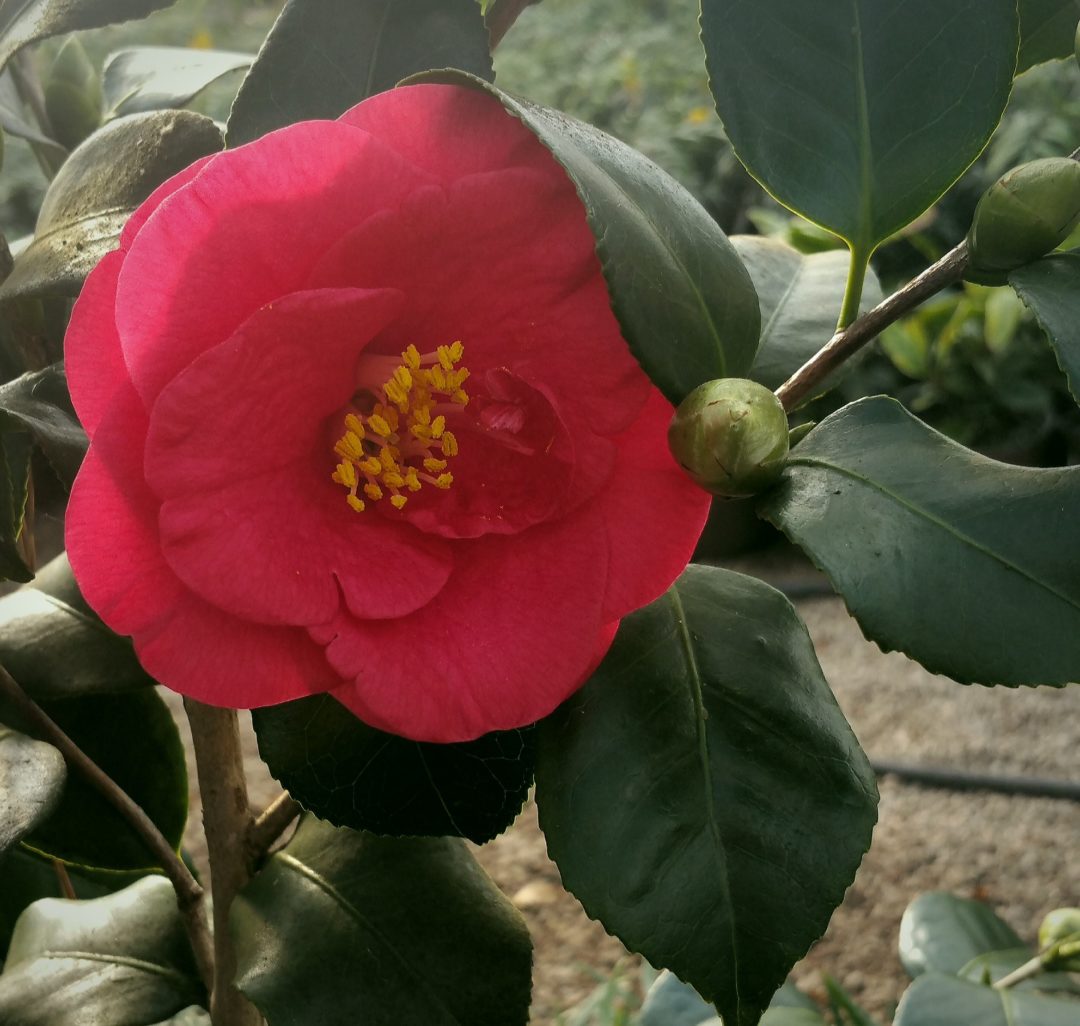 Camellia japonica ‘Greensboro Red’ | Kiefer Nursery: Trees, Shrubs