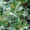 Osmanthus heterophyllus 'Gulftide'
