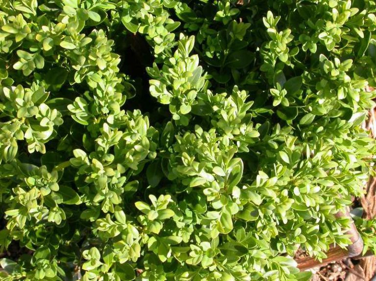 Buxus ‘Green Velvet’ | Kiefer Nursery: Trees, Shrubs, Perennials