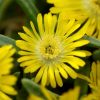 Delosperma Wheels of Wonder® Golden Wonder' - Image 2