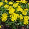 Delosperma Wheels of Wonder® Golden Wonder' - Image 3