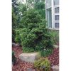 Cryptomeria japonica 'Gyokuryu' - Image 2