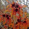 Hamamelis x intermedia 'Diane'