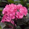 Hydrangea macrophylla 'Abracadabra Orb' - Image 2