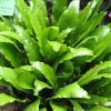 Asplenium scolopendrium
