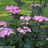 Hydrangea macrophylla 'Abracadabra Star'