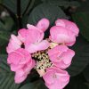 Hydrangea macrophylla 'Abracadabra Star' - Image 2