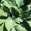 Hosta  'Blue Angel'