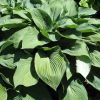 Hosta  'Blue Angel' - Image 2