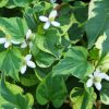Houttuynia cordata 'Chameleon' - Image 2