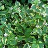 Houttuynia cordata 'Chameleon'