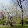 Halesia tetraptera - Image 3